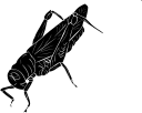 Insect Clipart
