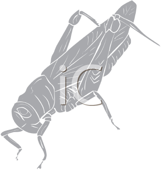 Insect Clipart