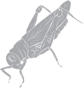 Insect Clipart