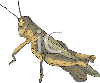 Insect Clipart