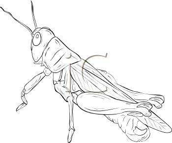 Insect Clipart
