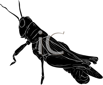 Insect Clipart