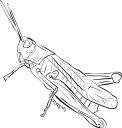 Insect Clipart