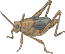 Insect Clipart