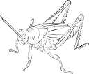 Insect Clipart