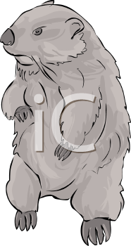 Rodent Clipart