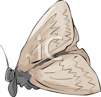 Insect Clipart