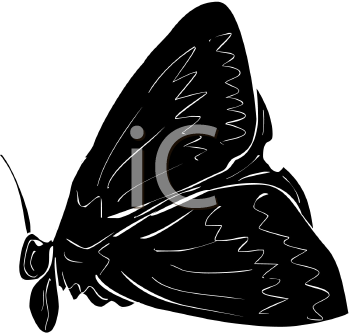 Insect Clipart