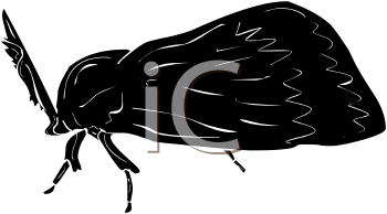 Insect Clipart
