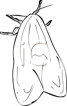 Insect Clipart