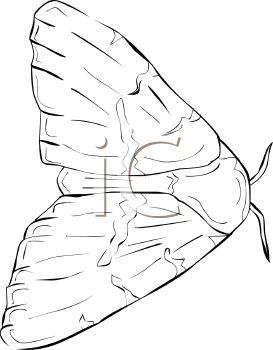Insect Clipart