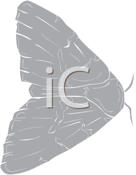 Insect Clipart