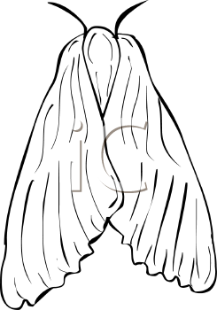 Insect Clipart