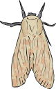 Insect Clipart