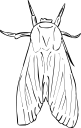 Insect Clipart