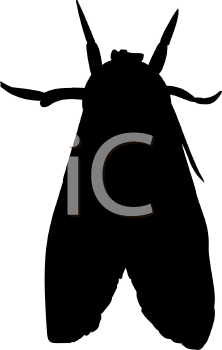 Insect Clipart