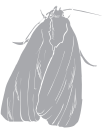 Insect Clipart