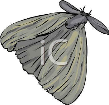 Insect Clipart