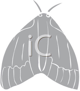Insect Clipart