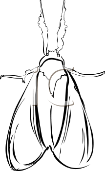 Insect Clipart