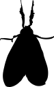 Insect Clipart