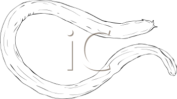 Fish and Sea Life Clipart