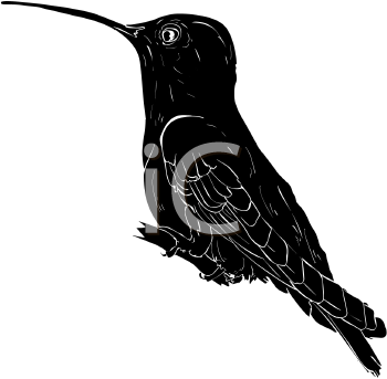 Bird Clipart