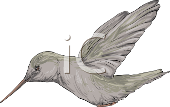 Bird Clipart