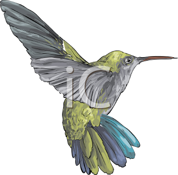 Bird Clipart