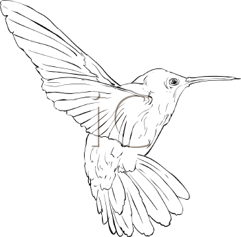 Bird Clipart