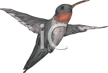 Bird Clipart