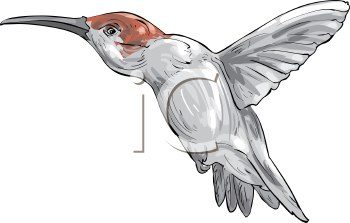 Bird Clipart