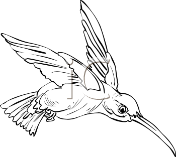 Bird Clipart