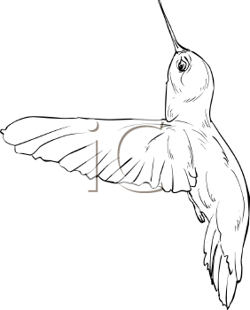Bird Clipart