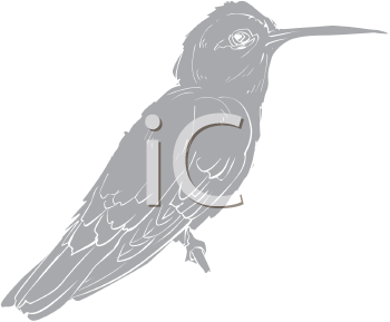 Bird Clipart