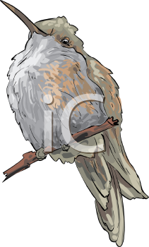 Bird Clipart