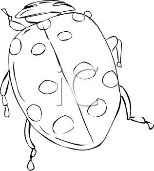 Beetle Clipart