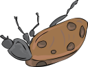 Beetle Clipart