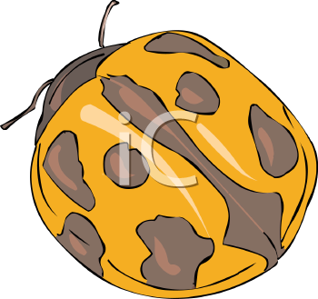 Beetle Clipart