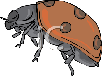 Insect Clipart