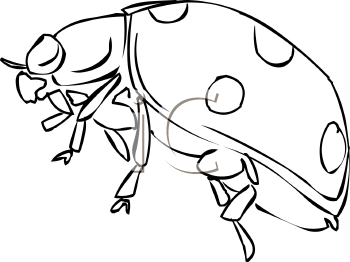 Beetle Clipart
