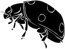 Beetle Clipart