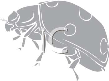 Insect Clipart