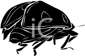 Beetle Clipart