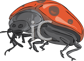 Insect Clipart