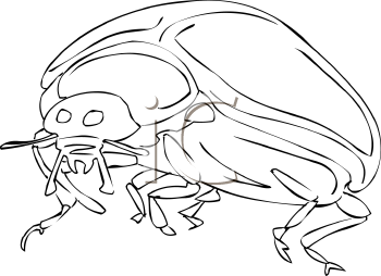 Beetle Clipart