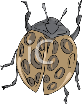 Insect Clipart