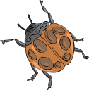 Beetle Clipart