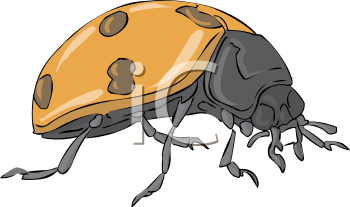 Beetle Clipart