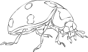 Beetle Clipart